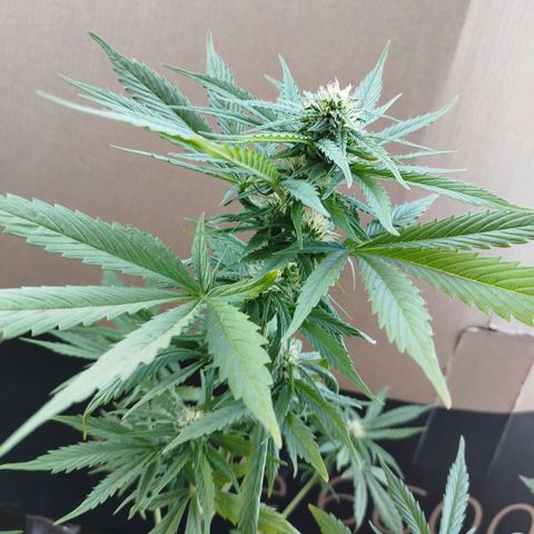Gorilla Glue Auto growlog timeline photo