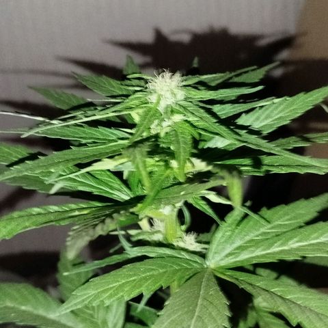 OG Kush growlog timeline photo