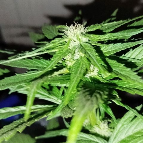 OG Kush growlog timeline photo