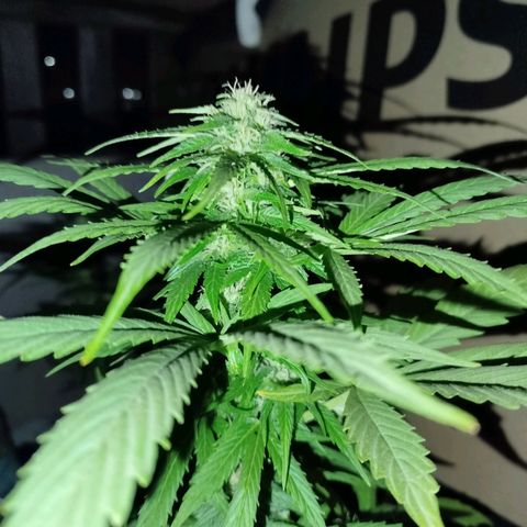 Gorilla Glue Auto growlog timeline photo