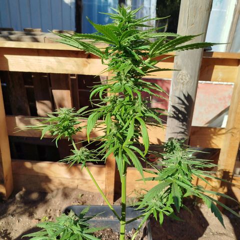Gorilla Glue Auto growlog photo: Está llena de tricomas 