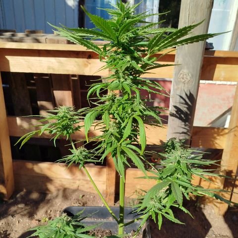 Gorilla Glue Auto growlog photo: Está llena de tricomas 