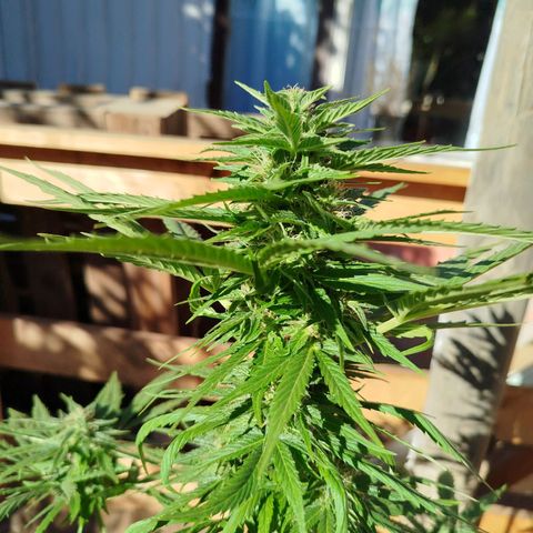 Gorilla Glue Auto growlog photo: Está llena de tricomas 