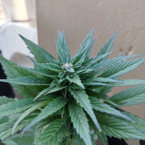 OG Kush growlog timeline photo