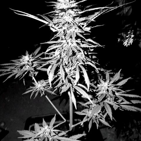 Gorilla Glue Auto growlog timeline photo