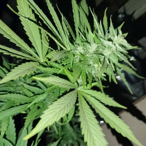 Gorilla Glue Auto growlog timeline photo