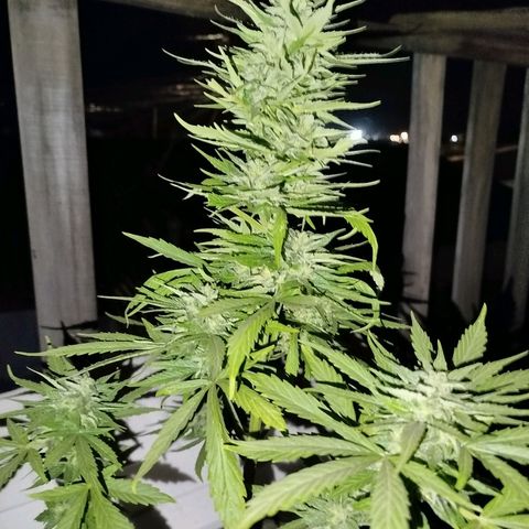 Gorilla Glue Auto growlog timeline photo