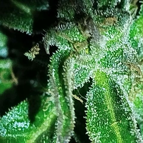 Gorilla Glue Auto growlog timeline photo