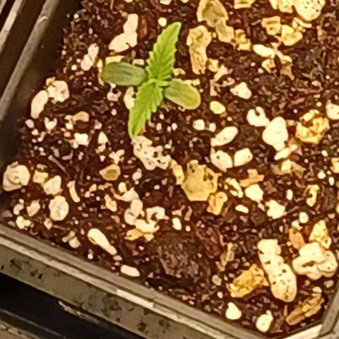 Killer Kush F1 Fast Version growlog photo: Day 4 only feed of 15ml tap water each plant