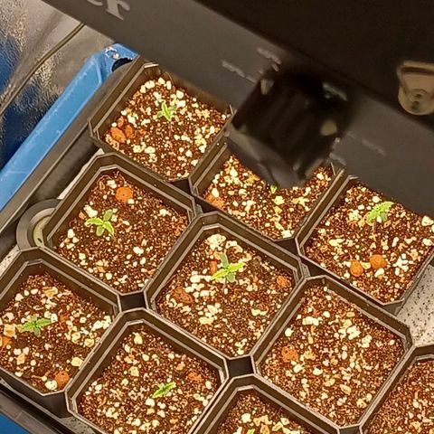 Killer Kush F1 Fast Version growlog photo: Day 4 only feed of 15ml tap water each plant