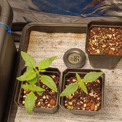Killer Kush F1 Fast Version growlog photo: Starting to go into veg 