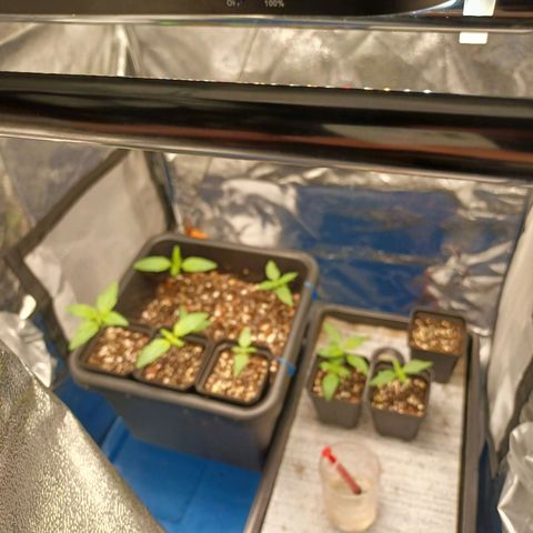 Killer Kush F1 Fast Version growlog photo: Starting to go into veg 