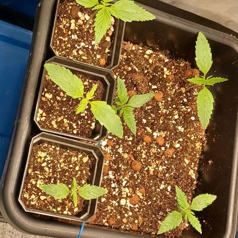 Killer Kush F1 Fast Version growlog photo: Starting to go into veg 