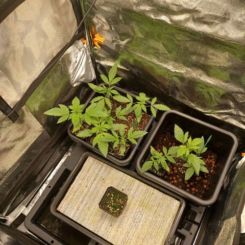 Killer Kush F1 Fast Version growlog photo: Started full feed of 1litre water 6ml grow 
