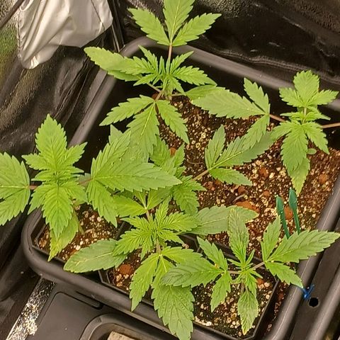 Killer Kush F1 Fast Version growlog photo: Started full feed of 1litre water 6ml grow 