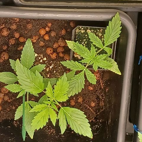 Killer Kush F1 Fast Version growlog photo: Started full feed of 1litre water 6ml grow 