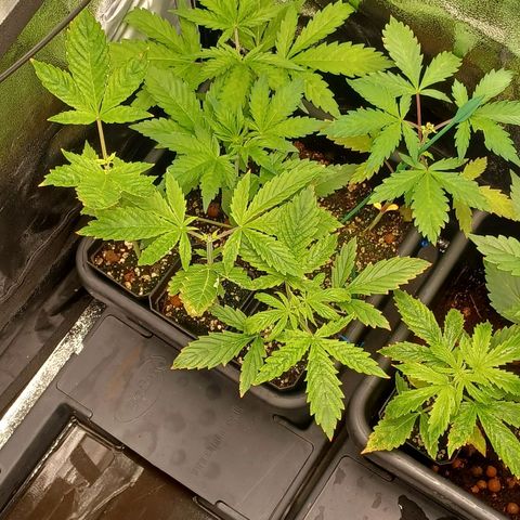 Killer Kush F1 Fast Version growlog timeline photo