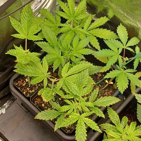 Killer Kush F1 Fast Version growlog timeline photo