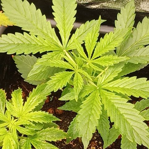 Killer Kush F1 Fast Version growlog timeline photo