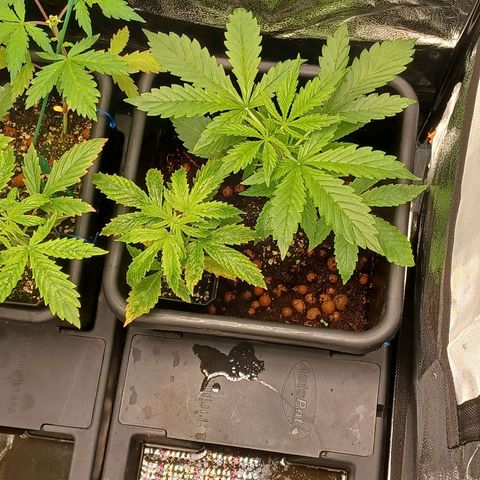 Killer Kush F1 Fast Version growlog timeline photo