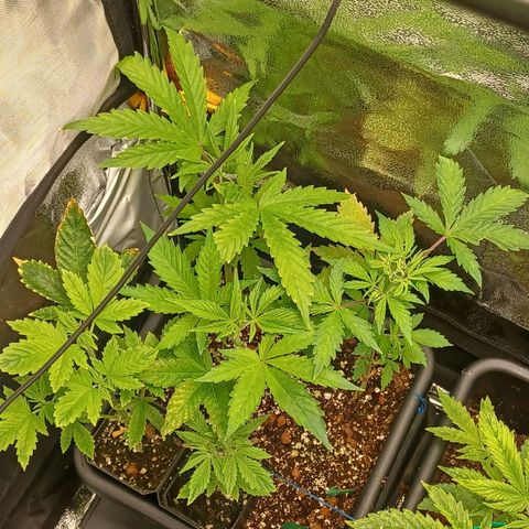 Killer Kush F1 Fast Version growlog timeline photo