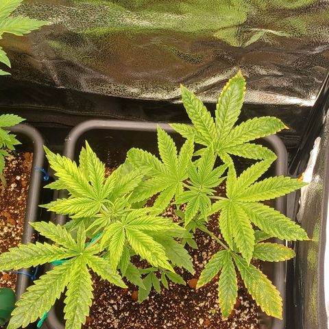 Killer Kush F1 Fast Version growlog timeline photo