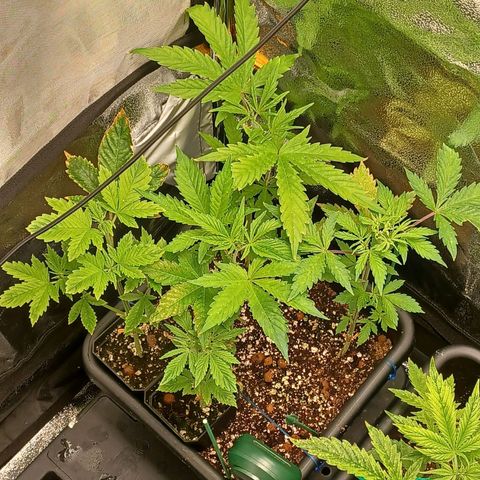 Killer Kush F1 Fast Version growlog timeline photo