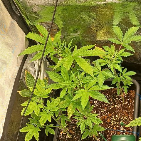 Killer Kush F1 Fast Version growlog timeline photo