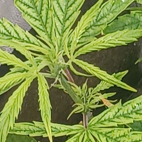 Killer Kush F1 Fast Version growlog photo: Just starting to pre flower first sign of pistols another week be in full flower 
