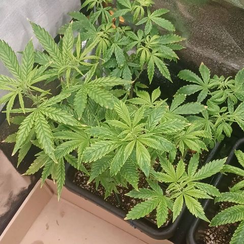 Killer Kush F1 Fast Version growlog photo: Just starting to pre flower first sign of pistols another week be in full flower 