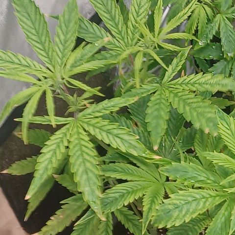 Killer Kush F1 Fast Version growlog photo: Just starting to pre flower first sign of pistols another week be in full flower 