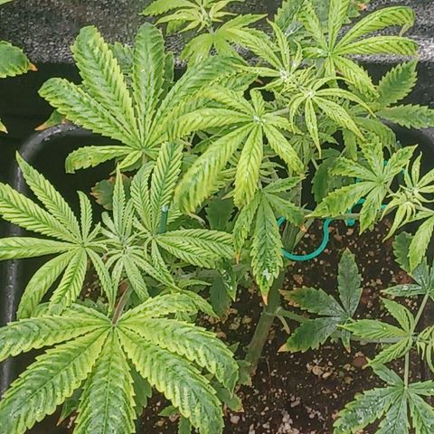 Killer Kush F1 Fast Version growlog photo: Just starting to pre flower first sign of pistols another week be in full flower 