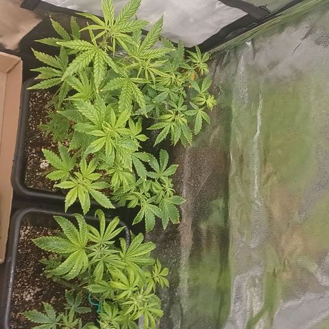Killer Kush F1 Fast Version growlog photo: Just starting to pre flower first sign of pistols another week be in full flower 