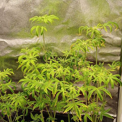 Killer Kush F1 Fast Version growlog photo: Kept short looking nice tho going to add heater system to get temperature up to where its ment to be as its abit below temprature 