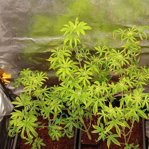 Killer Kush F1 Fast Version growlog photo: Kept short looking nice tho going to add heater system to get temperature up to where its ment to be as its abit below temprature 