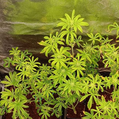 Killer Kush F1 Fast Version growlog photo: Kept short looking nice tho going to add heater system to get temperature up to where its ment to be as its abit below temprature 