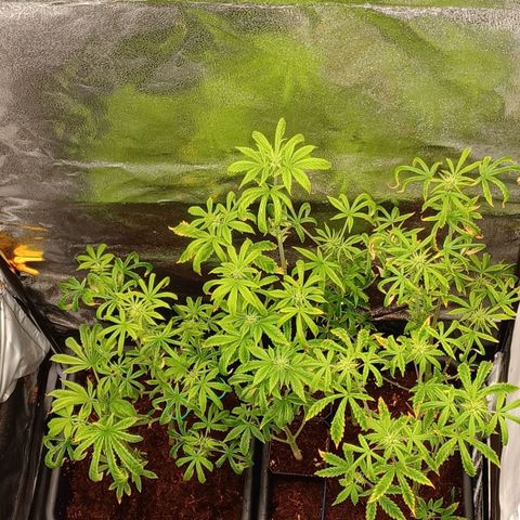Killer Kush F1 Fast Version growlog photo: Kept short looking nice tho going to add heater system to get temperature up to where its ment to be as its abit below temprature 