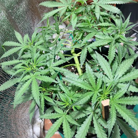 Fat monkey auto growlog timeline photo