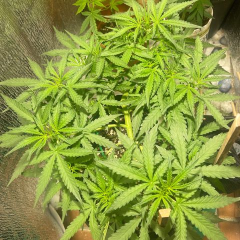Fat monkey auto growlog timeline photo