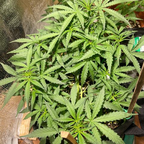 Fat monkey auto growlog timeline photo