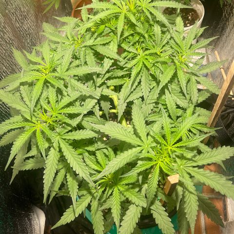 Fat monkey auto growlog photo: 100ml beer/1l
