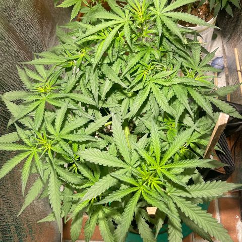 Fat monkey auto growlog photo: Nothing