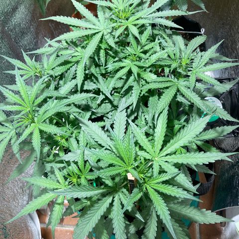 Fat monkey auto growlog timeline photo