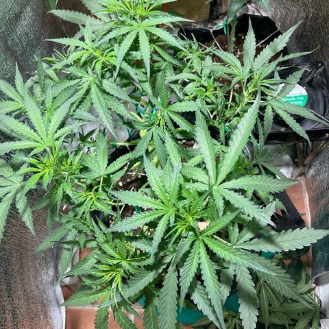 Fat monkey auto growlog timeline photo