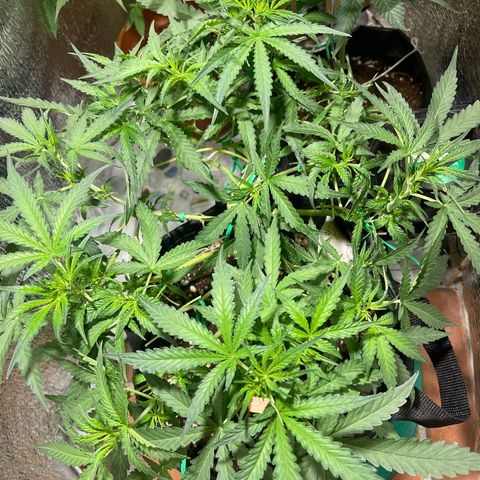 Fat monkey auto growlog timeline photo