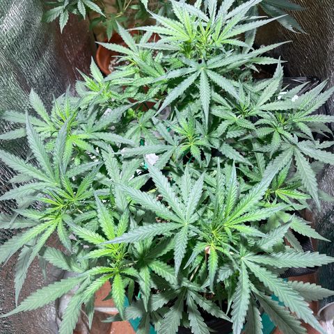 Fat monkey auto growlog timeline photo