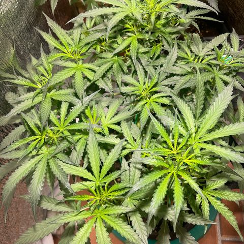 Fat monkey auto growlog photo: 1 lit ph 6.2