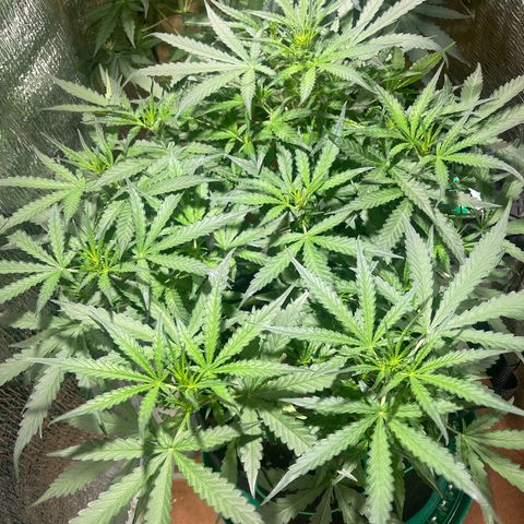 Fat monkey auto growlog timeline photo