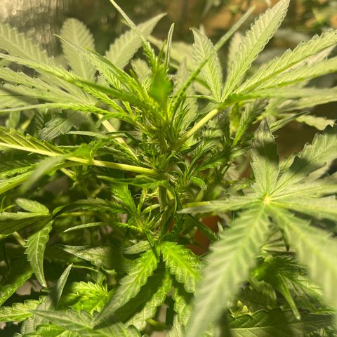Fat monkey auto growlog timeline photo