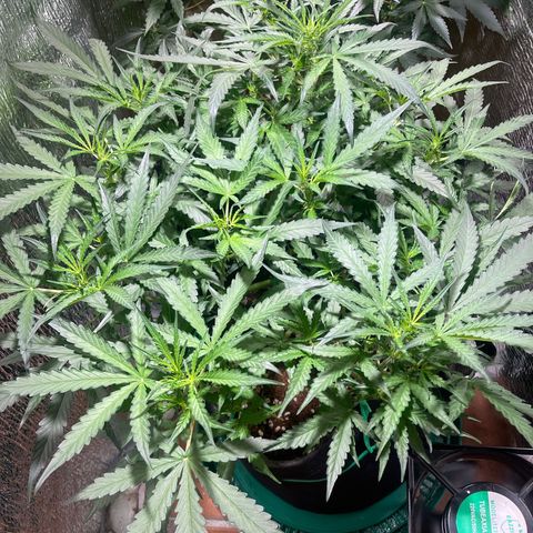 Fat monkey auto growlog timeline photo